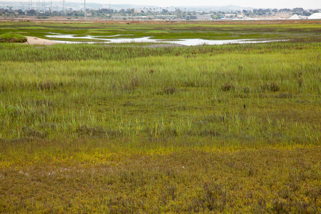 Environmental Wetlands