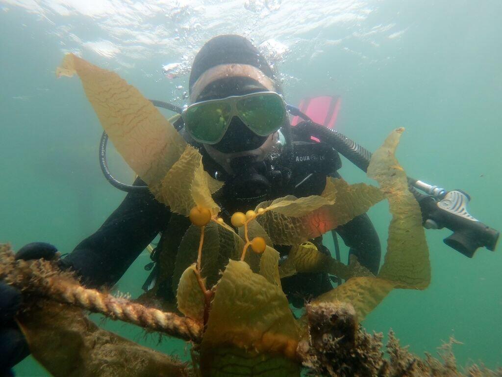 Seaweed growing underwater as a part of a seaweed farm