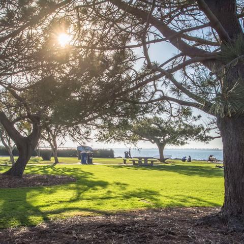 Trees and grass at Chula Vista Bayfront Park at the Port of San Diego