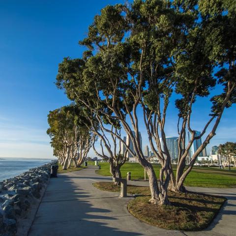 Trees at Embarcadero Marina Park South at the Port of San Diego