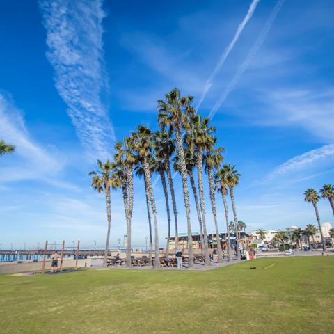 Palm trees, grass, and blue skies at Portwood Pier Plaza at the Port of San Diego