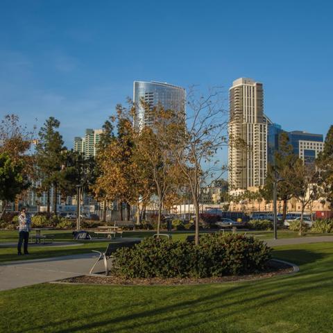 Tree-lined walkway and green grass at Ruocco Park at the Port of San Diego