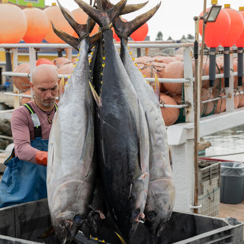 a man guides 5 large tuna into a contatiner on the dock